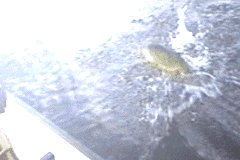 Screenshot from ESPN Great Outdoor Games - Bass 2002 (USA)