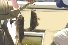 Screenshot from ESPN Great Outdoor Games - Bass 2002 (USA)