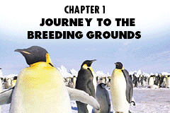 Screenshot from March of the Penguins (Europe) (En,Fr,De,Es,It)