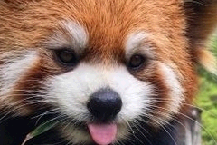 Screenshot from panda